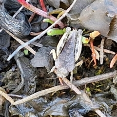 Tetrigidae (family) at Collector, NSW - 4 Oct 2024