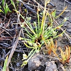 Isolepis (genus) (Club-rush) at Collector, NSW - 4 Oct 2024 by trevorpreston