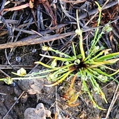 Isolepis sp. at Collector, NSW - 4 Oct 2024 07:42 AM