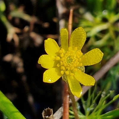 Ranunculus inundatus (River Buttercup) at Collector, NSW - 4 Oct 2024 by trevorpreston