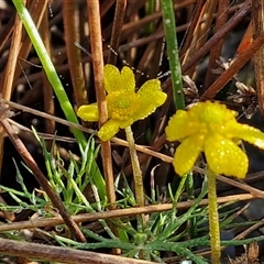 Ranunculus inundatus at Collector, NSW - 4 Oct 2024