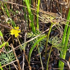 Ranunculus inundatus at Collector, NSW - 4 Oct 2024