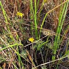 Ranunculus inundatus at Collector, NSW - 4 Oct 2024