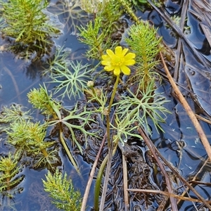 Ranunculus inundatus at Collector, NSW - 4 Oct 2024