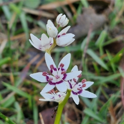 Wurmbea dioica subsp. dioica (Early Nancy) at Collector, NSW - 4 Oct 2024 by trevorpreston