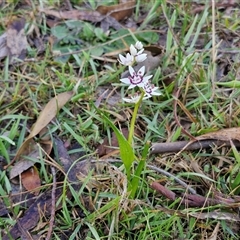 Wurmbea dioica subsp. dioica at Collector, NSW - 4 Oct 2024