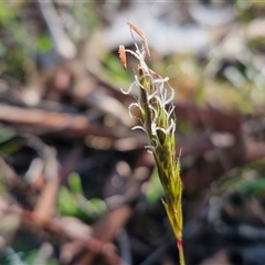 Anthoxanthum odoratum (Sweet Vernal Grass) at Collector, NSW - 4 Oct 2024 by trevorpreston