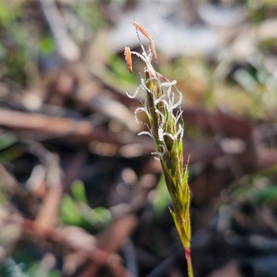 Anthoxanthum odoratum (Sweet Vernal Grass) at Collector, NSW - 4 Oct 2024 by trevorpreston