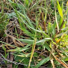 Anthoxanthum odoratum at Collector, NSW - 4 Oct 2024