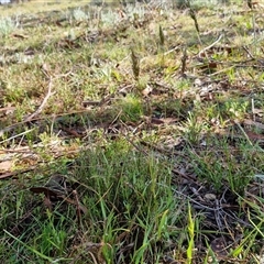 Anthoxanthum odoratum at Collector, NSW - 4 Oct 2024