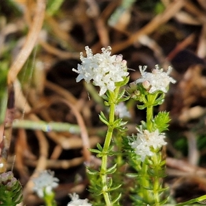 Asperula conferta at Collector, NSW - 4 Oct 2024 07:29 AM