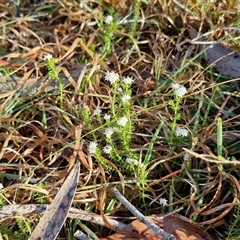 Asperula conferta at Collector, NSW - 4 Oct 2024