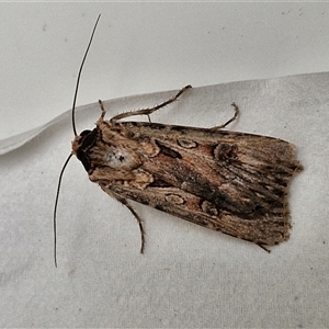 Agrotis munda at Lyneham, ACT - 3 Oct 2024