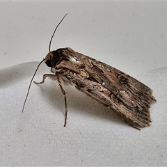 Agrotis munda at Lyneham, ACT - 3 Oct 2024 11:16 AM