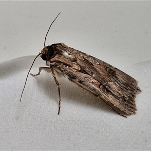 Agrotis munda at Lyneham, ACT - 3 Oct 2024