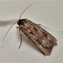 Agrotis munda at Lyneham, ACT - 3 Oct 2024