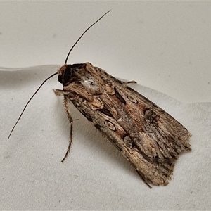 Agrotis munda at Lyneham, ACT - 3 Oct 2024