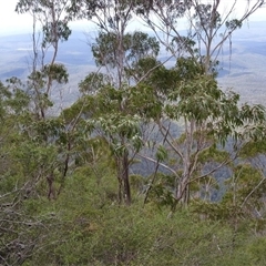 Eucalyptus imlayensis (Mount Imlay Mallee) at Nethercote, NSW - 25 Mar 2011 by MichaelBedingfield