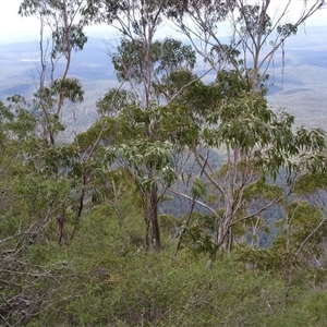 Eucalyptus imlayensis at Nethercote, NSW - suppressed