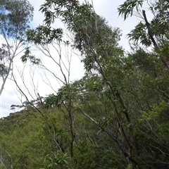 Eucalyptus imlayensis at Nethercote, NSW - suppressed