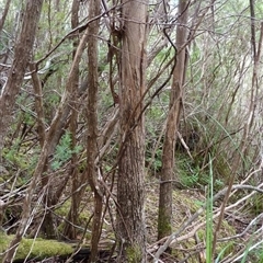 Eucalyptus imlayensis at Nethercote, NSW - 25 Mar 2011