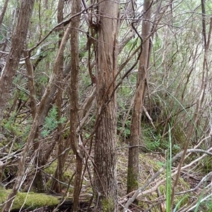 Eucalyptus imlayensis at Nethercote, NSW - suppressed