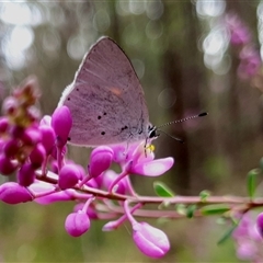 Candalides xanthospilos (Yellow-spotted Blue) at Penrose, NSW - 3 Oct 2024 by Aussiegall