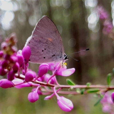 Candalides xanthospilos (Yellow-spotted Blue) at Penrose, NSW - 3 Oct 2024 by Aussiegall