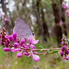 Candalides xanthospilos at Penrose, NSW - suppressed