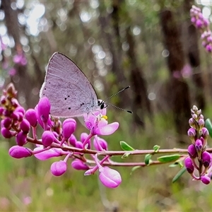 Candalides xanthospilos at Penrose, NSW - suppressed