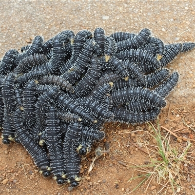 Perginae sp. (subfamily) (Unidentified pergine sawfly) at Kaleen, ACT - 4 Oct 2024 by maura