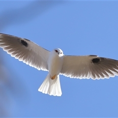 Elanus axillaris at Throsby, ACT - 8 Aug 2024