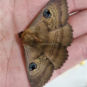 Dasypodia selenophora at Holt, ACT - 4 Oct 2024