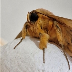 Dasypodia selenophora at Holt, ACT - 4 Oct 2024