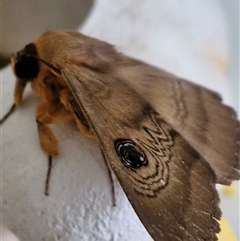 Dasypodia selenophora at Holt, ACT - 4 Oct 2024