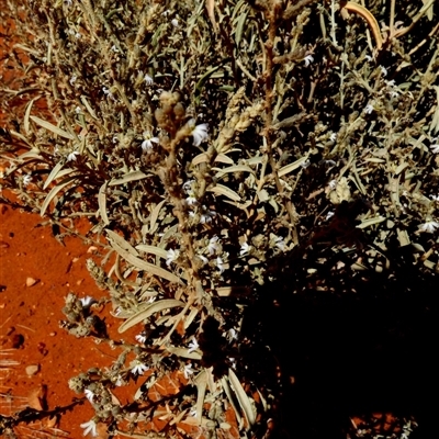 Unverified Other Wildflower or Herb at Gibson Desert North, WA - 27 Aug 2024 by Paul4K