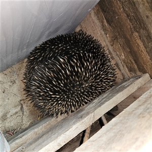 Tachyglossus aculeatus at Braidwood, NSW - 4 Oct 2024