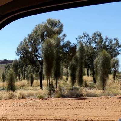 Allocasuarina decaisneana at Gibson Desert North, WA - 27 Aug 2024 by Paul4K