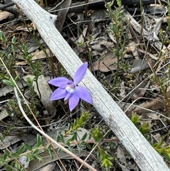 Glossodia major (Wax Lip Orchid) at Denman Prospect, ACT - 29 Sep 2024 by BenHarvey