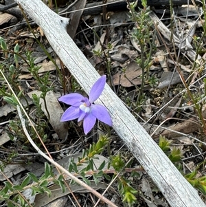 Glossodia major at Denman Prospect, ACT - suppressed