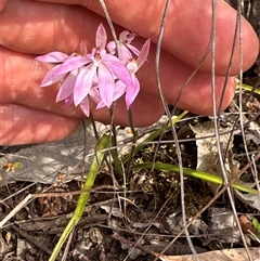 Caladenia fuscata at Denman Prospect, ACT - 29 Sep 2024 by BenHarvey