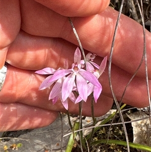 Caladenia carnea at Denman Prospect, ACT - suppressed