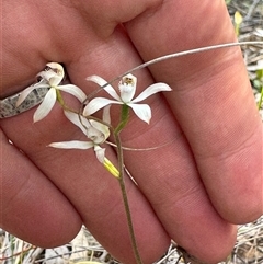 Caladenia ustulata (Brown Caps) at Denman Prospect, ACT - 29 Sep 2024 by BenHarvey