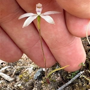 Caladenia ustulata at Denman Prospect, ACT - 29 Sep 2024