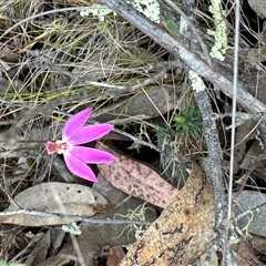 Caladenia fuscata by BenHarvey