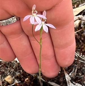 Caladenia carnea at Denman Prospect, ACT - 29 Sep 2024