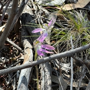 Caladenia carnea at Denman Prospect, ACT - 29 Sep 2024