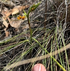 Diuris semilunulata (Late Leopard Orchid) at Denman Prospect, ACT - 2 Oct 2024 by BenHarvey