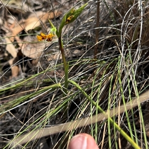 Diuris semilunulata at Denman Prospect, ACT - suppressed