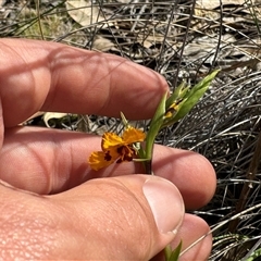 Diuris semilunulata at Denman Prospect, ACT - suppressed